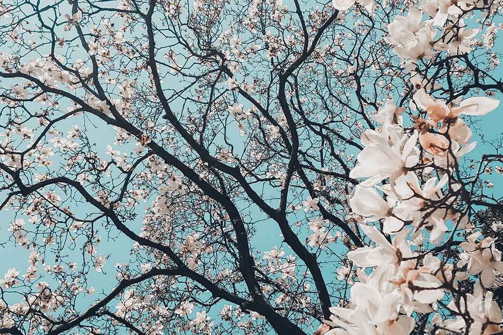 Cherry Blossom Festival, Japan