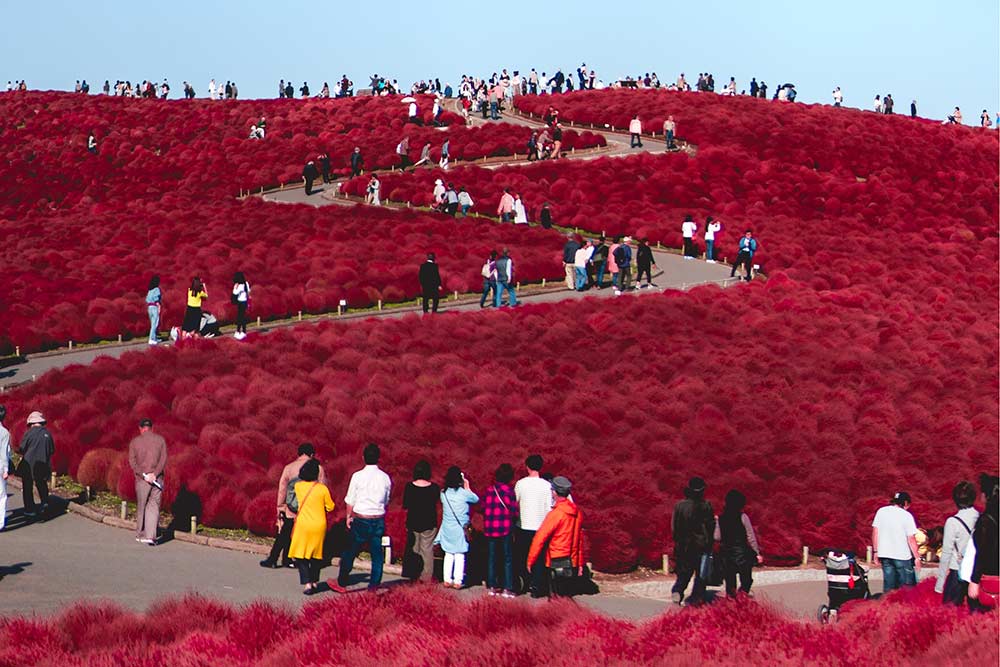 Hitachi Seaside Park, Hitachinaka, Japan