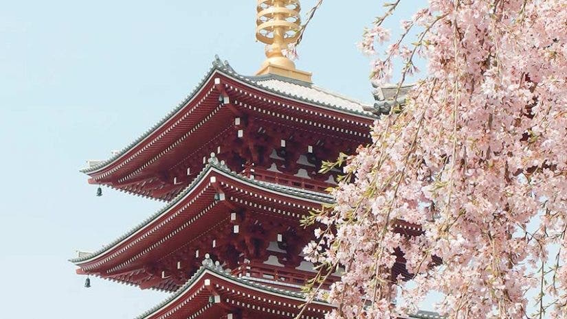 japan cherry blossom festival