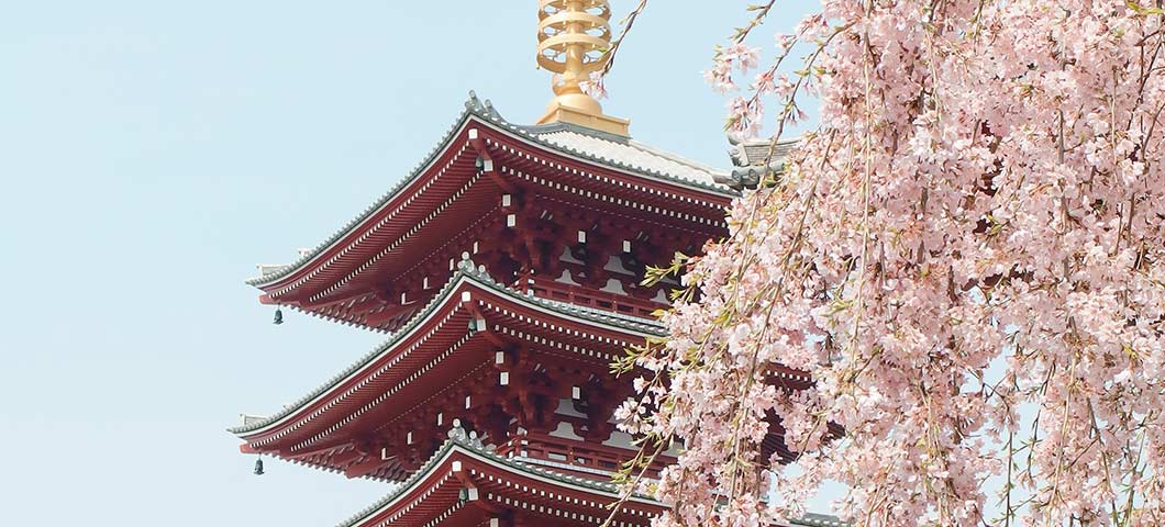 japan cherry blossom festival