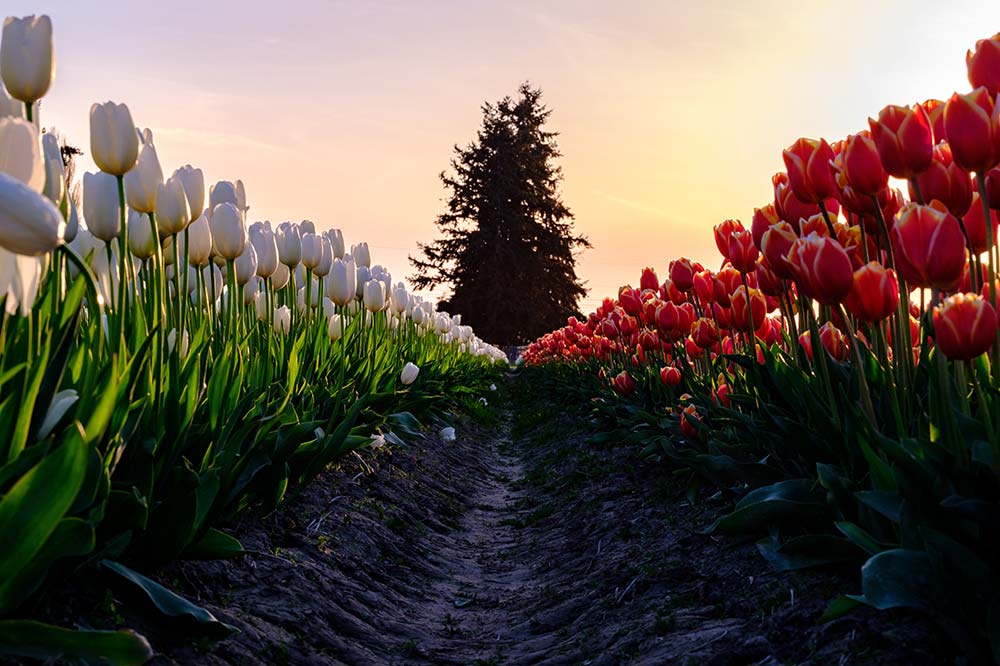 skagit valley tulips