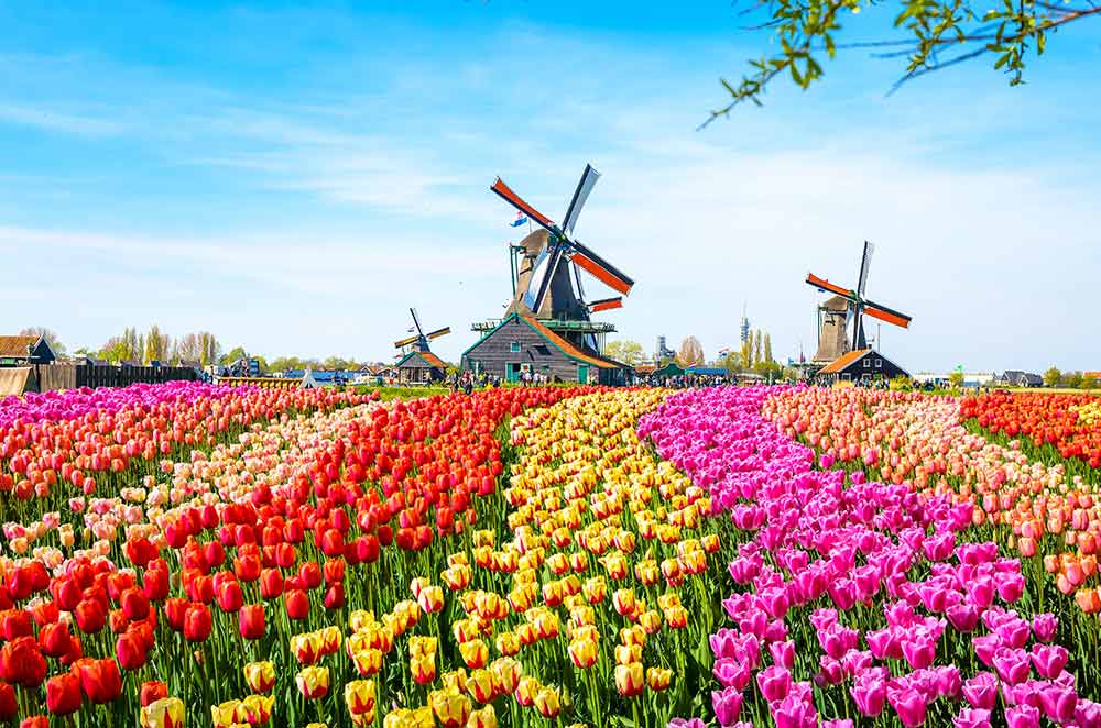 Tulip Fields, Amsterdam, Netherlands