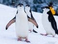 penguins conservation