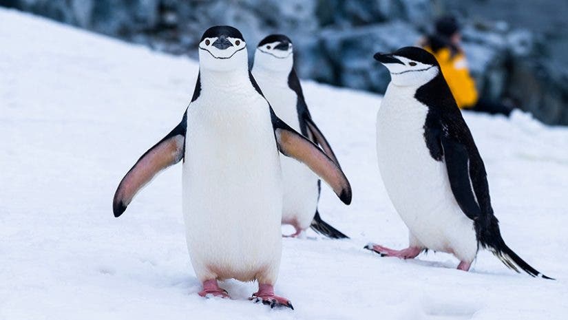 penguins conservation