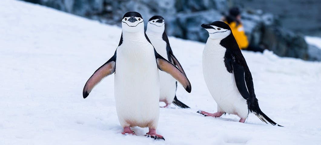 penguins conservation
