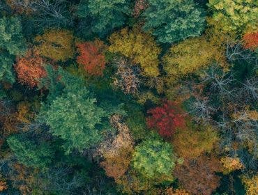 fall foliage