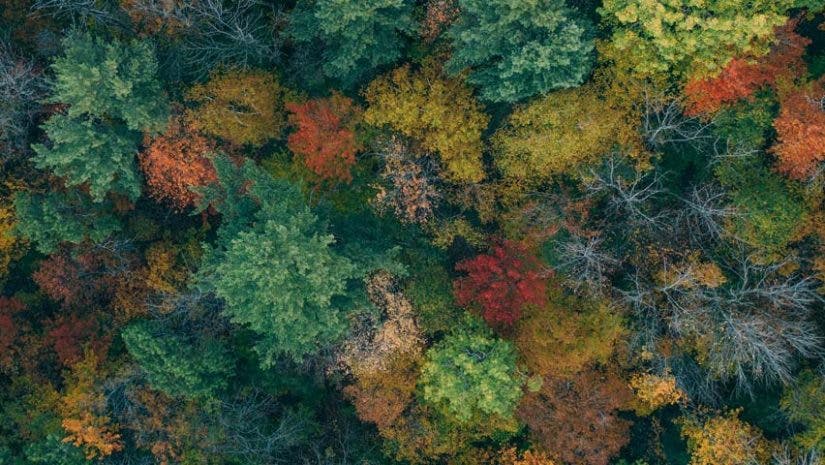 fall foliage