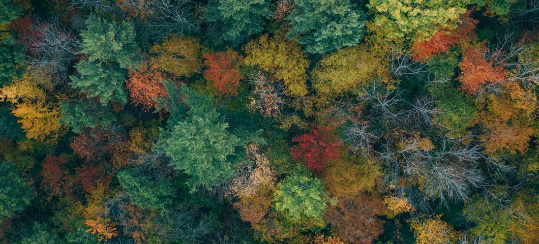 fall foliage
