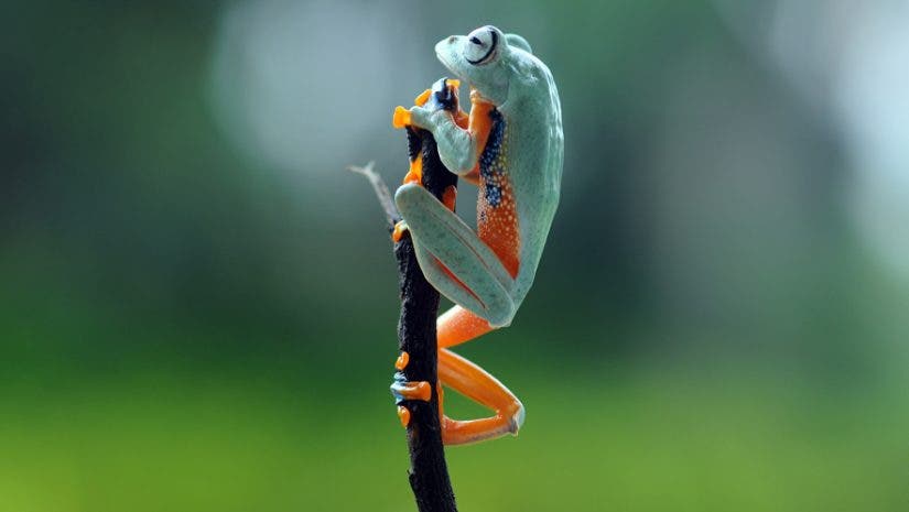 a frog resting on top of a branch