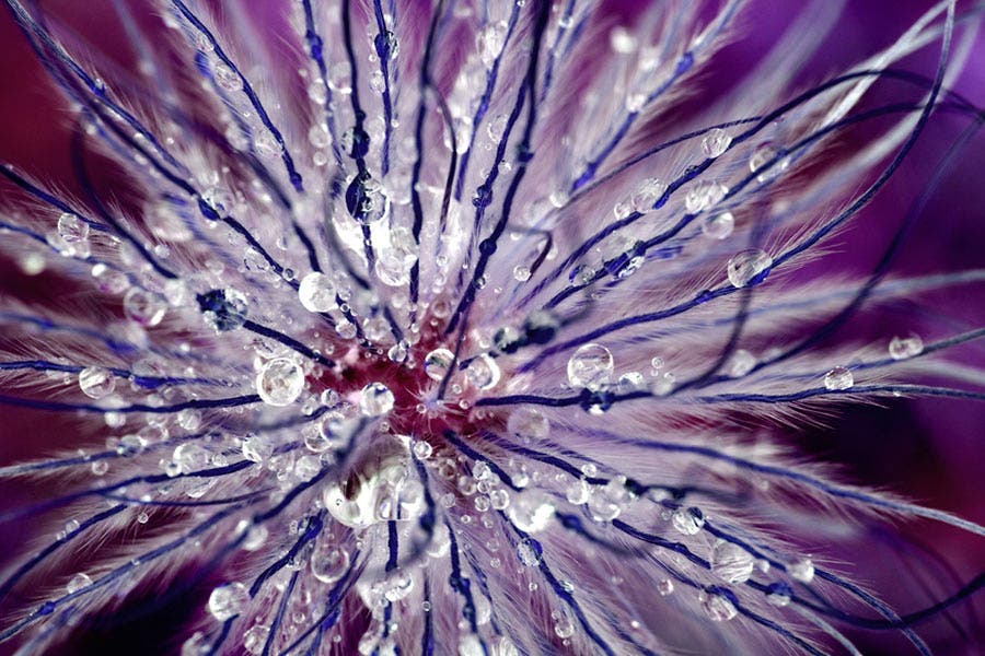 close-up shot of a flower with dewdrops