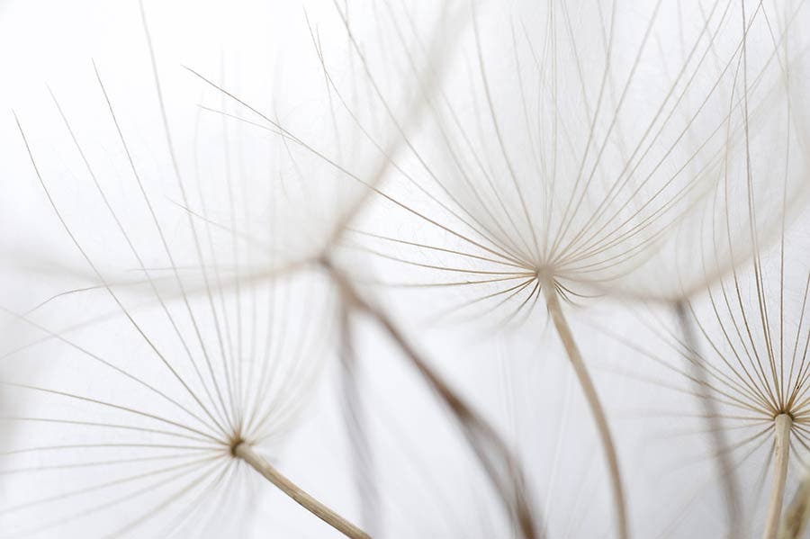 an extreme close-up of dandelion seed heads