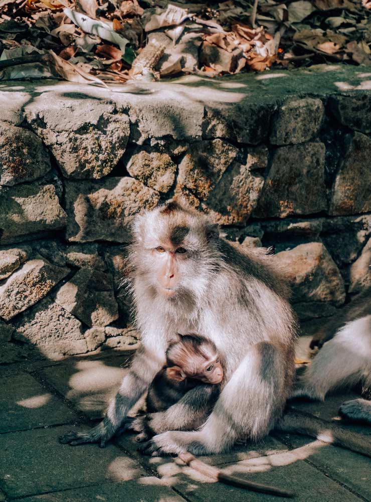 Sacred Monkey Forest