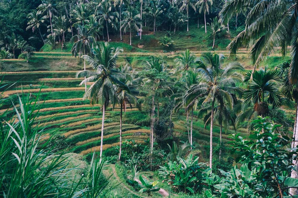 Tegalalang Rice Terrace bali
