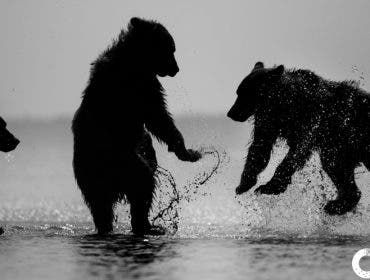 Kristi Odom bears dancing