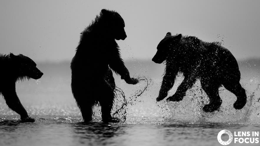Kristi Odom bears dancing