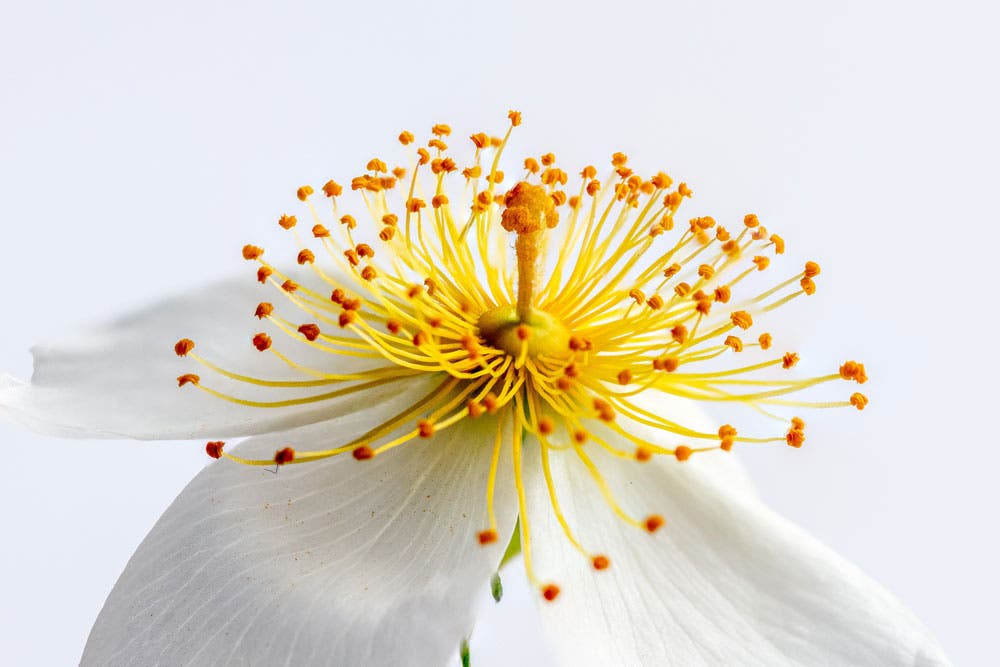Macrophotography