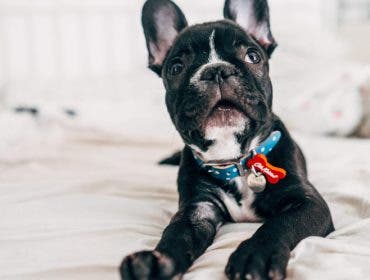 pet photography