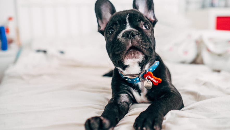 pet photography