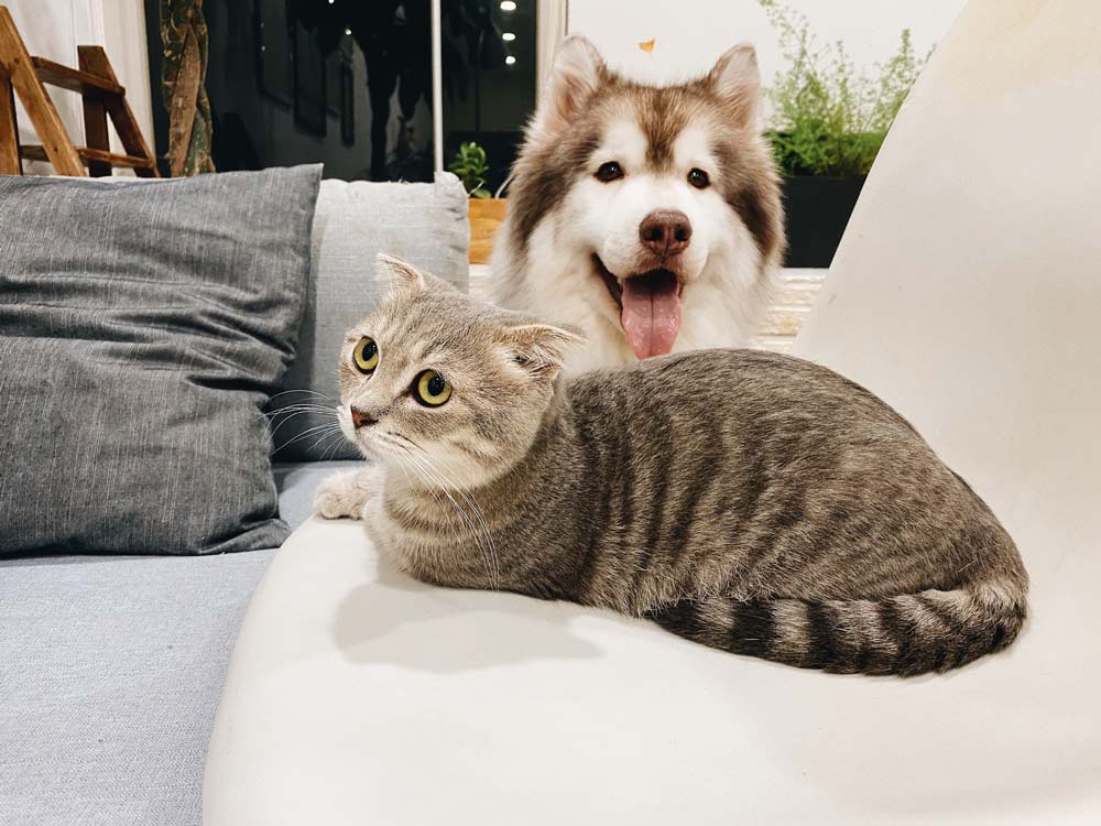Pet photography