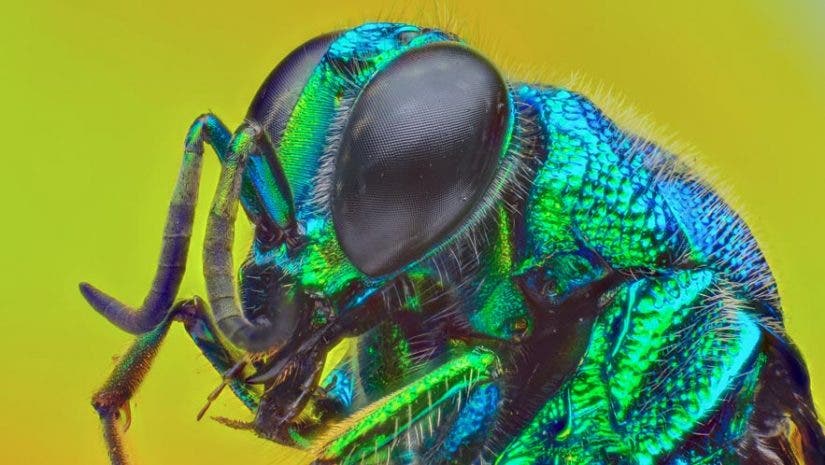 focus stacking insect