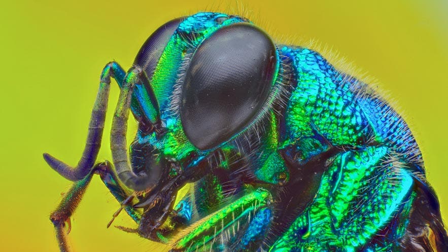 focus stacking insect