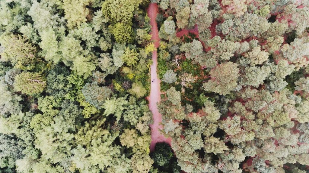 drone flying over forest and trees
