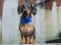 dog photography dachshund on steps