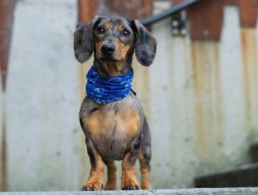 dog photography dachshund on steps