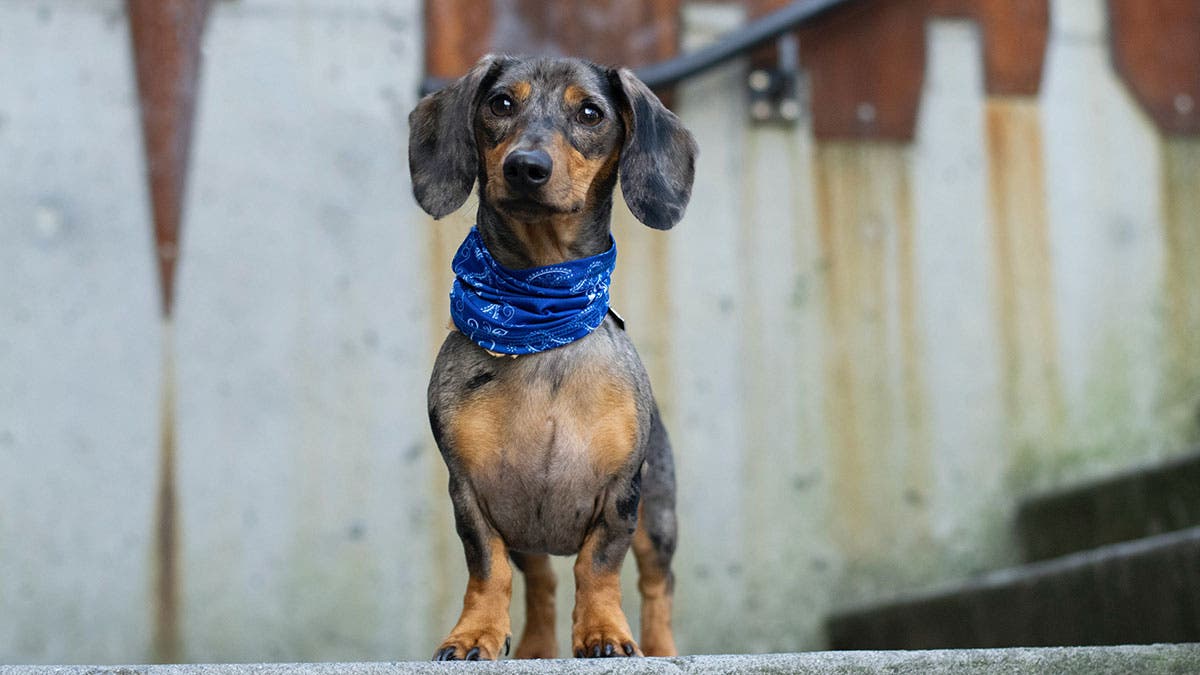 dog photography dachshund on steps
