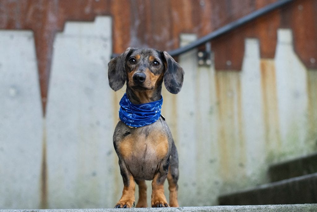 dachshund with a bandana dog pet photography