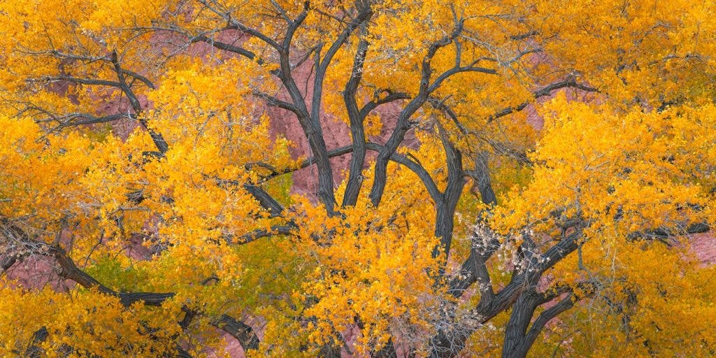 trees in the fall