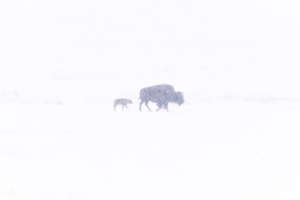 A mother leads her calf through tough winter conditions in Yellowstone National Park.