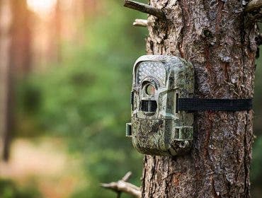 trail camera on tree