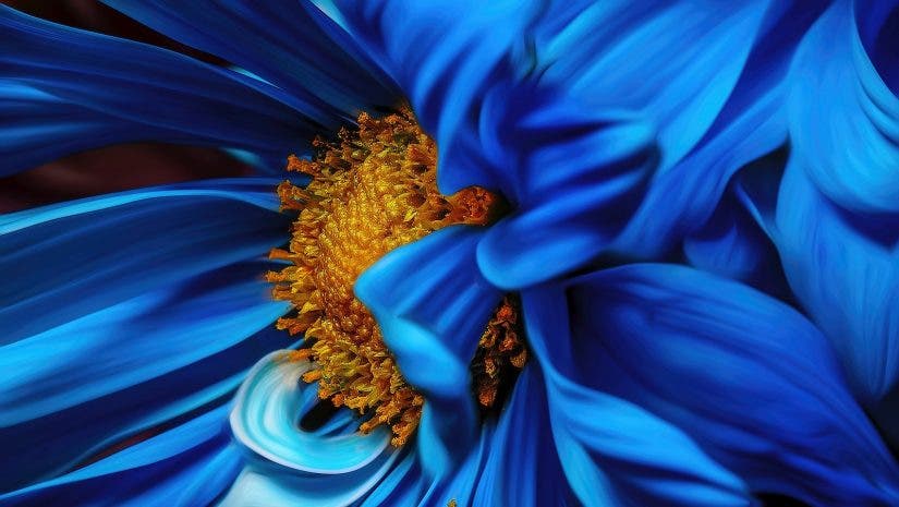 complementary colors in photography with blue and orange flower