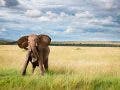 wildlife photography elephant on safari
