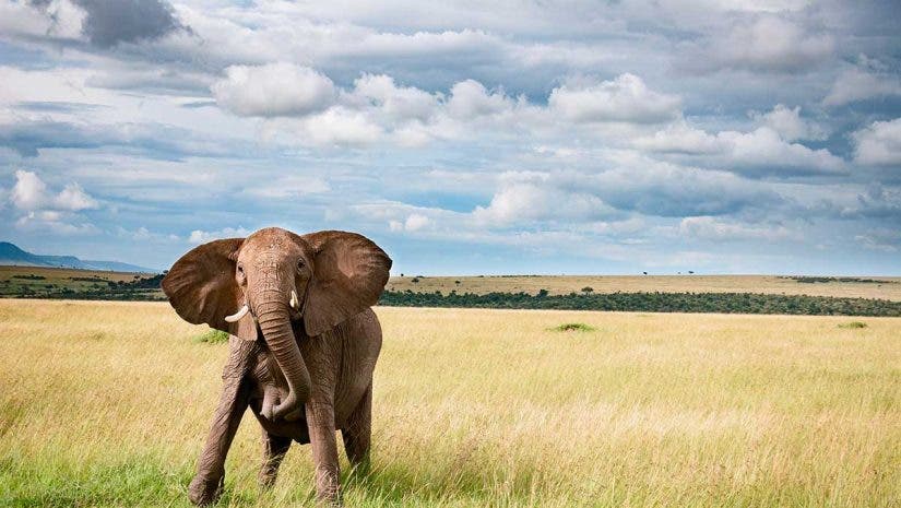 wildlife photography elephant on safari