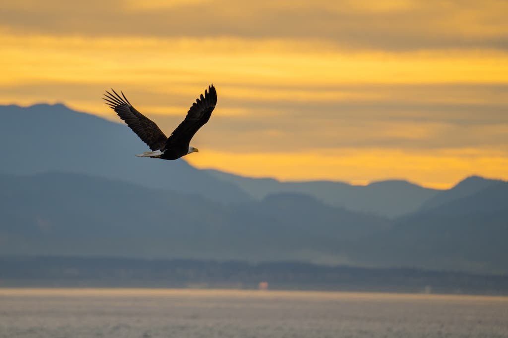 bird in flight shot on Sony E camera with Sigma 100-400mm lens