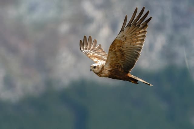 Bird in Flight - Pan Shot Photography