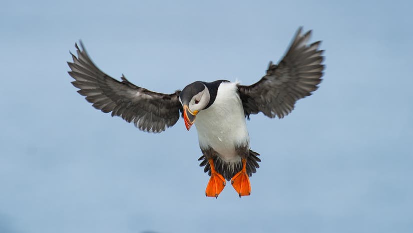 Bird mid flight feature