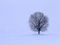 tree in winter