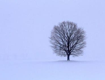 tree in winter