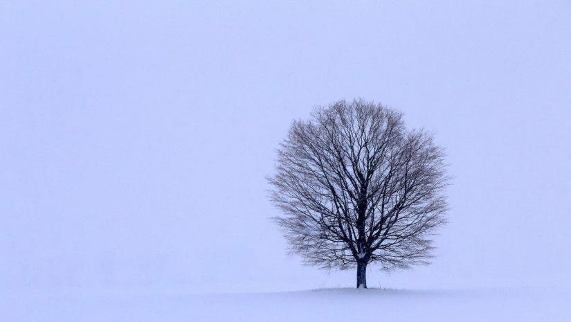 tree in winter