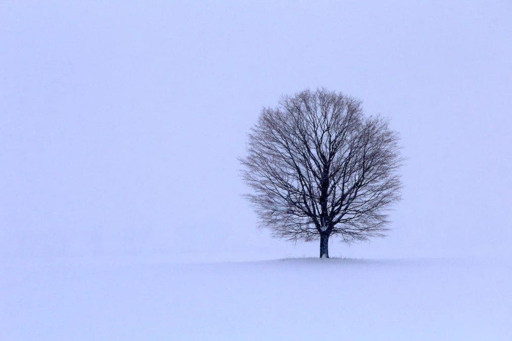 tree in winter