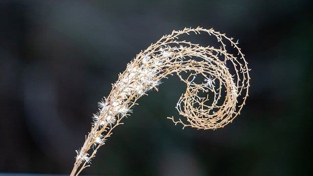 How to use the Fibonacci Spiral in your photography composition
