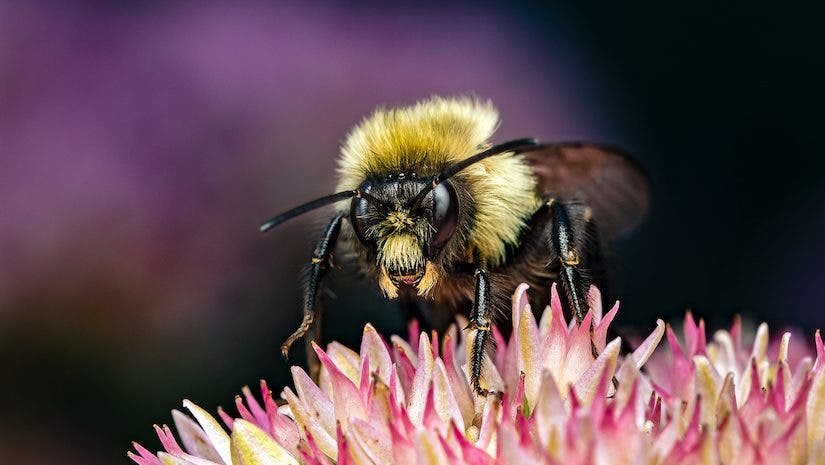 bee insect photography