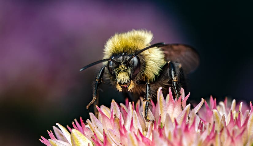 bee insect photography