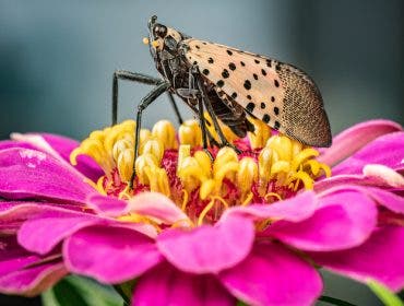 essential gear for macro photography