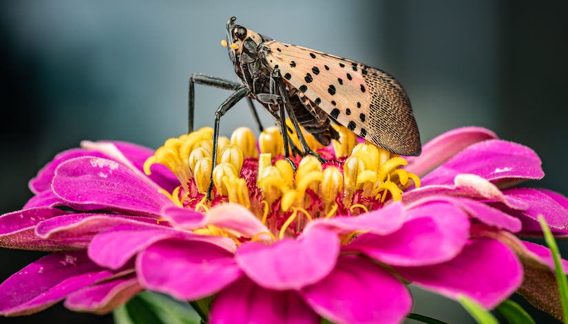 essential gear for macro photography