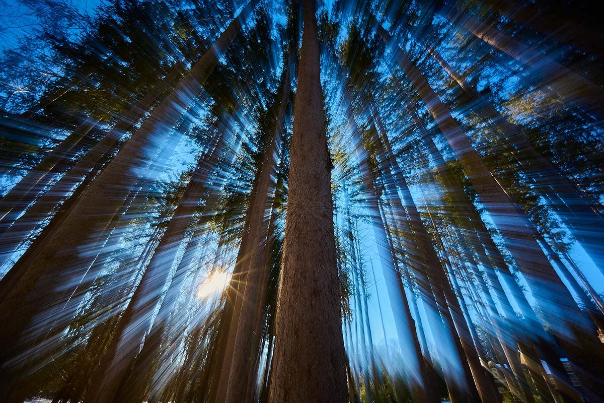 joe mcnally tree photography