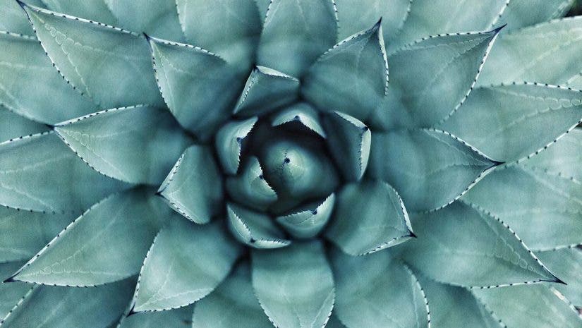 radial balance in photography plant